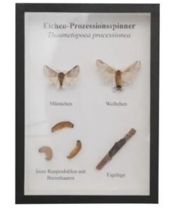 Schaukasten: Eichenprozessionsspinner