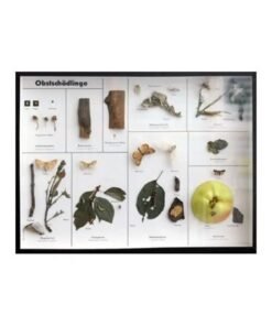 Schaukasten: Obstschädlinge