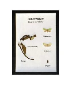 Schaukasten: Eichenwickler