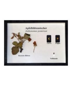 Schaukasten: Apfelblütenstecher