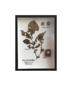 Schaukasten: Kartoffelkäfer