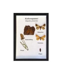 Schaukasten: Kiefernspanner