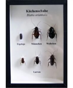 Schaukasten: Küchenschabe