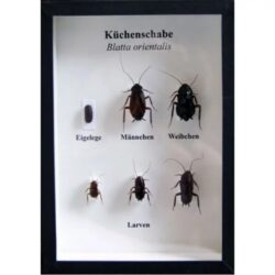Schaukasten: Küchenschabe