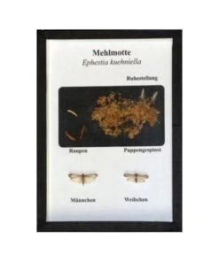 Schaukasten: Mehlmotte