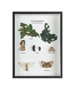 Schaukasten: Schwammspinner