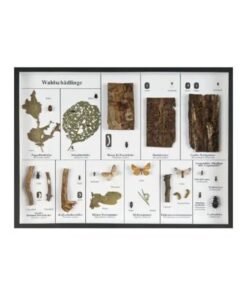 Schaukasten: Waldschädlinge