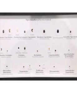 Schaukasten: Speckkäfer (Dermestidae)