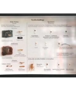 Schaukasten: Textilschädlinge