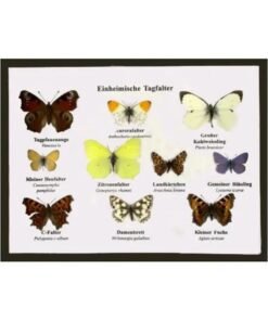 Schaukasten: Heimische Tagfalter