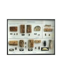 Schaukasten: Freilandholzinsekten I