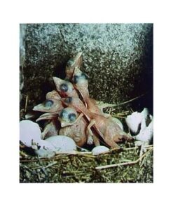 Alternative view of Meisen Nisthöhle 3 SV