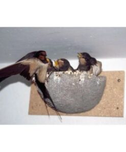 Alternative view of Rauschwalbennest