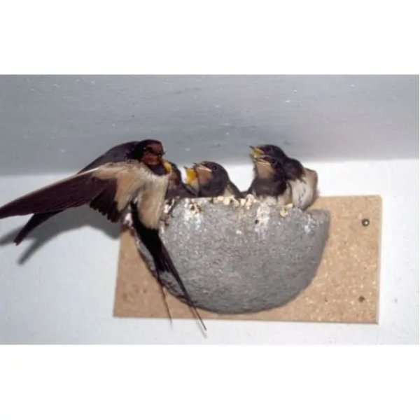 Rauschwalbennest – Bild 2