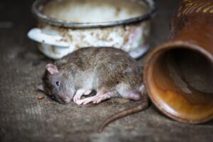 Ratte